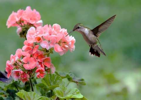 flowers hummingbird hummingbirds attract garden flower geranium humming birds bird pink habitat throated ruby nectar beautiful plant geraniums guide animals