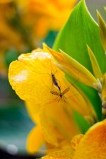 Insect-on-Flower-320px.jpg