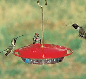 Shop For Hummingbird Tray Feeders. Selection Of Tray Style Hummingbird 