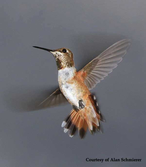 Allen's Hummingbird Female