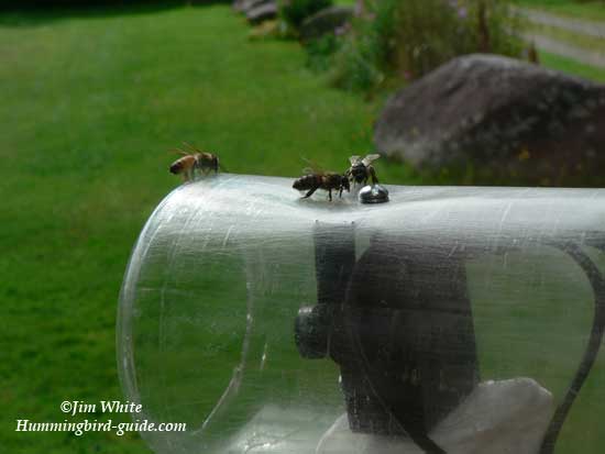 Bees on our BirdCam looking for the feeder.