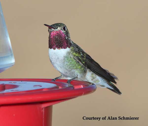 Broad-tailed Hummingbird Male