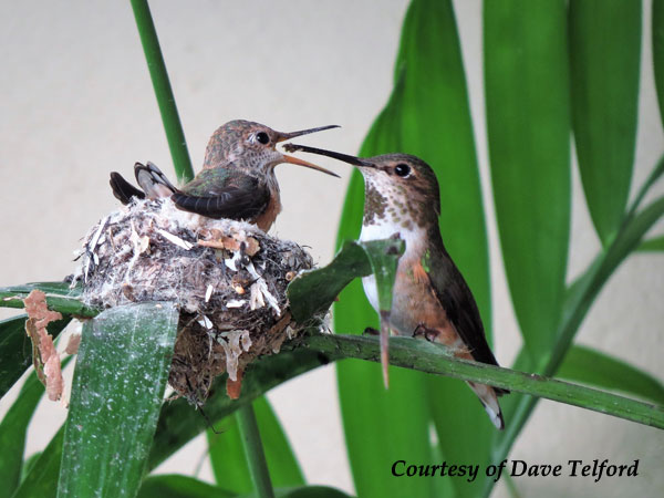 Female Allen's Hummingbird feeding her young.