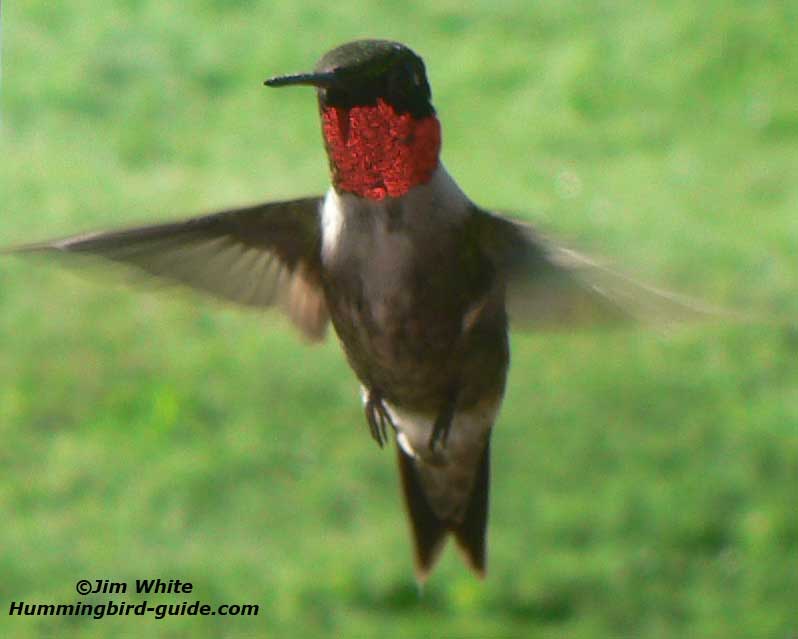 Hovering Hummingbird 