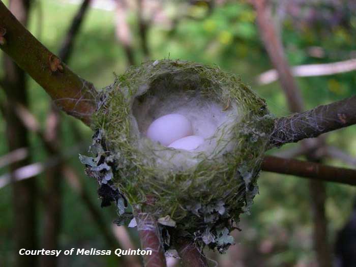 Hummingbird Eggs