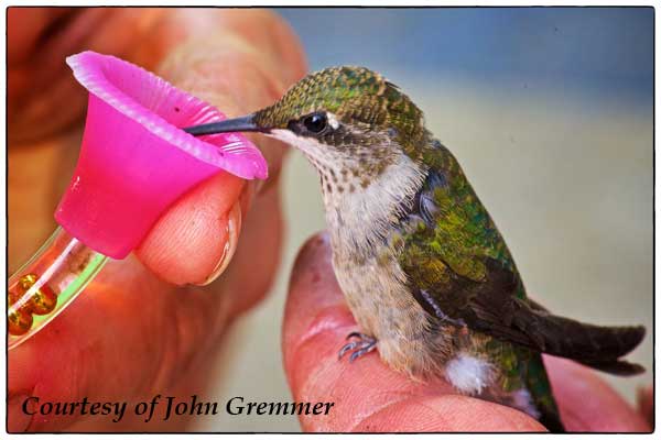 Feeding Sick Hummingbird