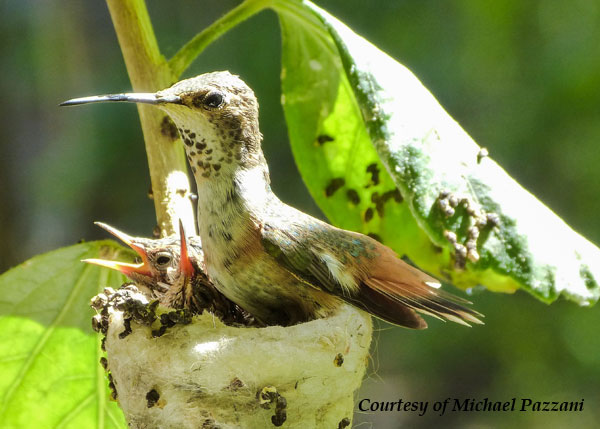 Female Allen's Hummingbird in her nest.