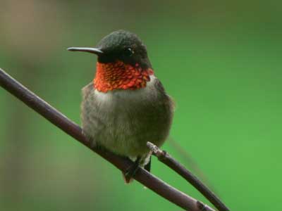 hummingbirds sleeping upside down