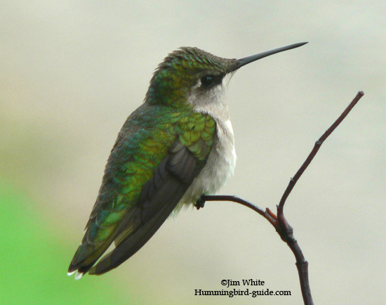 Ruby Throated Hummingbird Number One In The East
