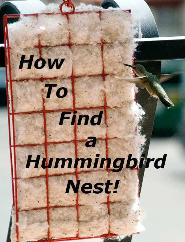hummingbird nest box