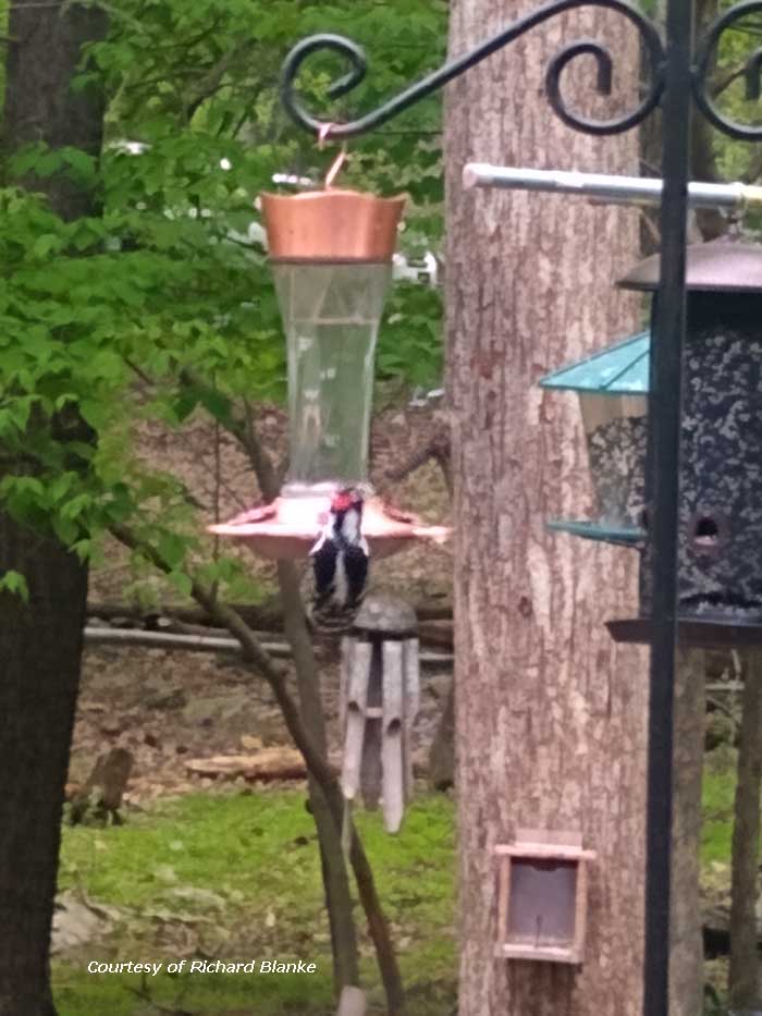 Woodpecker on a Hummingbird Feeder