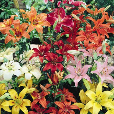 Flowers that Attract Hummingbirds. Our Personal Recommendations.