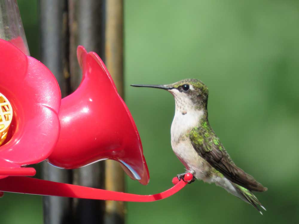 Hummingbird Photo Gallery. Stunning Photos from our Visitors.