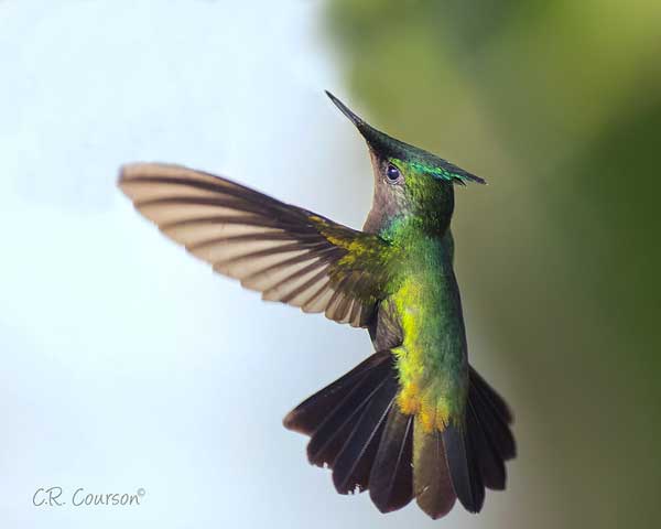 Antillean Crested Male