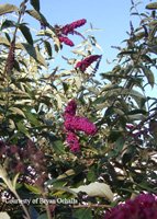 Butterfly Bush