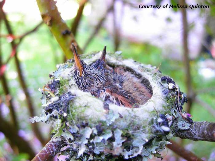 Hummingbird Babies/Chicks