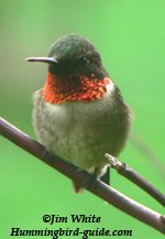 Jim's Photo of a Male Ruby-throated hummingbird.
