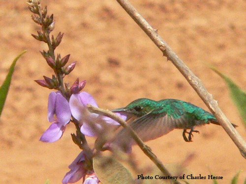 Hummingbird Pollinating Flowers