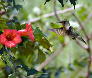 On sale Hummingbird with flowering Vine