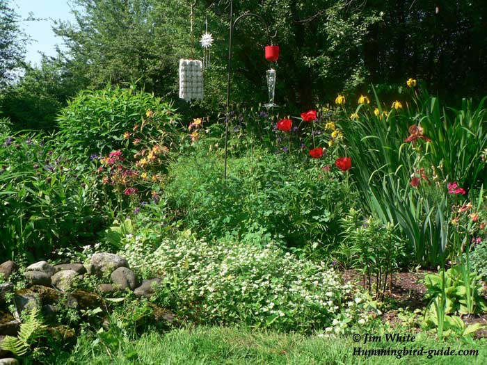 Hummingbird Perennial Garden