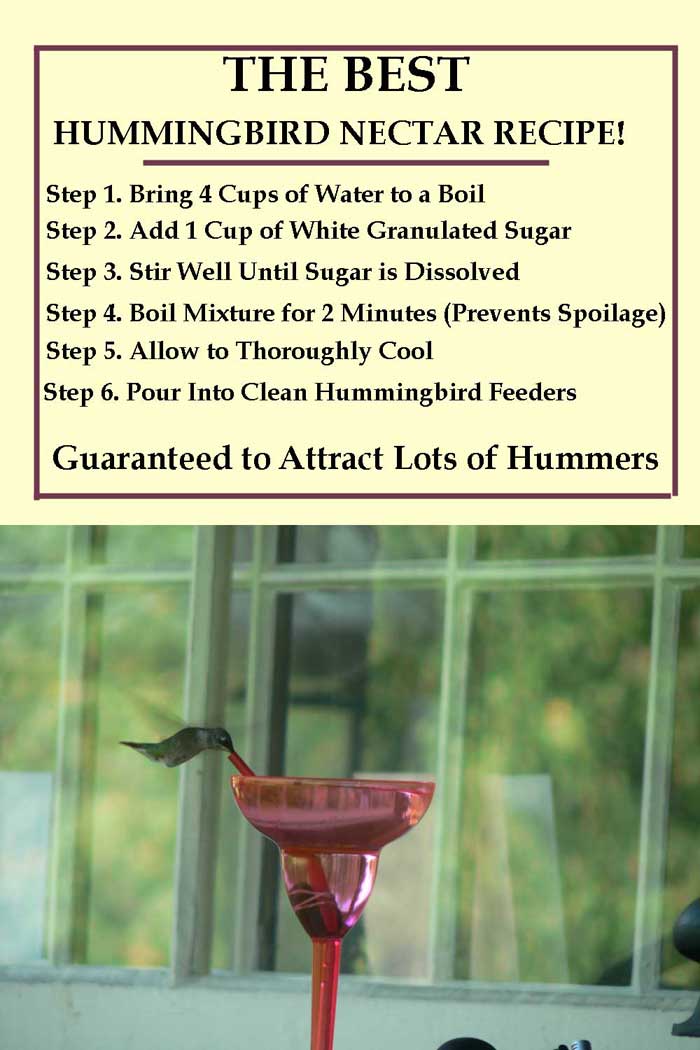 Hummingbird Nectar Recipe Card