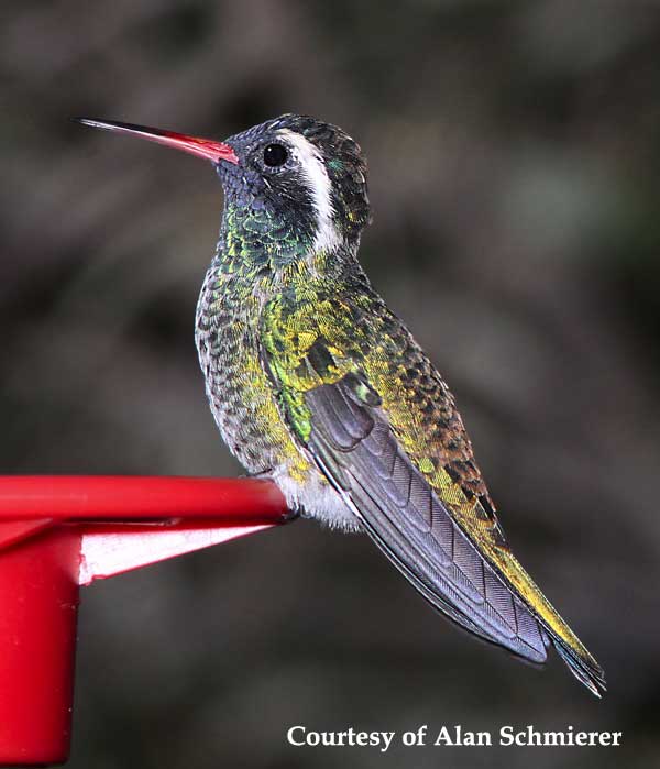 White-eared Hummingbird Male