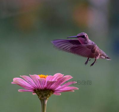 Zinnia time 